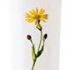 Arnica Gel 100ml