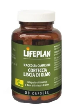 CORTECCIA LISCIA DI OLMO 50CPS