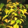 MSA CORNUS SANGUINEA 50ML