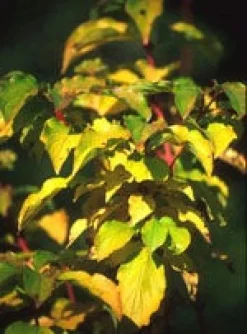 MSA CORNUS SANGUINEA 50ML