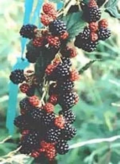MSA RUBUS FRUCTICOSU 50ML