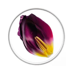 Phyto Phytocyane Fiale Donna Caduta Progressiva 12x5ml